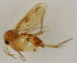  (Mycetophila tomensis - MZH_HP.1814)  @11 [ ] CreativeCommons - Attribution Non-Commercial No Derivatives (2013) Hanna Koivula Finnish Museum of Natural History