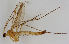  ( - MZH_HP.1892)  @11 [ ] CreativeCommons - Attribution Non-Commercial No Derivatives (2013) Hanna Koivula Finnish Museum of Natural History
