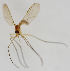  (Orfelia pallida - MZH_HP.1908)  @11 [ ] CreativeCommons - Attribution Non-Commercial No Derivatives (2013) Hanna Koivula Finnish Museum of Natural History