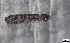  (Desoria propinqua - FINCO-2020-0160)  @11 [ ] by-nc (2020) Inkeri Markkula University of Turku