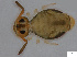  (Sminthurinus reticulatus - FINCO-2020-0194)  @11 [ ] by-nc (2021) Inkeri Markkula University of Turku
