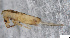  (Lepidocyrtus curvicollis - FINCO-2020-0260)  @11 [ ] by-nc (2021) Inkeri Markkula University of Turku