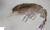 (Isotomurus fucicolus - FINCO-2020-0279)  @11 [ ] by-nc (2021) Inkeri Markkula University of Turku