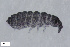  (Pseudachorutes subcrassus - FINCO-2020-0289)  @11 [ ] by-nc (2021) Inkeri Markkula University of Turku