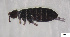  (Ballistura schoetti - FINCO-2020-0336)  @11 [ ] by-nc (2021) Inkeri Markkula University of Turku