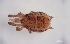  ( - FINME-20160057)  @11 [ ] Copyright (2016) R. Penttinen Zoological Museum, University of Turku