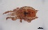  ( - FINME-20160058)  @11 [ ] Copyright (2016) R. Penttinen Zoological Museum, University of Turku
