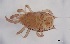 ( - FINME-20160060)  @11 [ ] Copyright (2016) R. Penttinen Zoological Museum, University of Turku