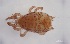  ( - FINME-20160061)  @11 [ ] Copyright (2016) R. Penttinen Zoological Museum, University of Turku