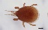 (Geholaspis longispinosus - FINME-20160070)  @11 [ ] Copyright (2016) R. Penttinen Zoological Museum, University of Turku