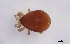  ( - FINME-20160089)  @11 [ ] Copyright (2016) R. Penttinen Zoological Museum, University of Turku