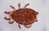  ( - FINME-20160093)  @11 [ ] Copyright (2016) R. Penttinen Zoological Museum, University of Turku