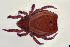  ( - FINOR-20120773)  @11 [ ] Copyright (2016) R. Penttinen Zoological Museum, University of Turku
