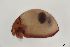  ( - FINOR-20120840)  @11 [ ] Copyright (2016) R. Penttinen Zoological Museum, University of Turku