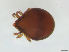  ( - FINOR-20120135)  @13 [ ] Copyright (2012) R. Penttinen Zoological Museum, University of Turku