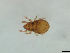  (Caleremaeus - FINOR-20120141)  @11 [ ] Copyright (2012) R. Penttinen Zoological Museum, University of Turku