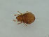  ( - FINOR-20120144)  @11 [ ] Copyright (2012) R. Penttinen Zoological Museum, University of Turku