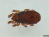 ( - FINOR-20120151)  @11 [ ] Copyright (2012) R. Penttinen Zoological Museum, University of Turku