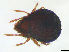  ( - FINOR-20120158)  @11 [ ] Copyright (2012) R. Penttinen Zoological Museum, University of Turku