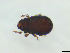 ( - FINOR-20120193)  @11 [ ] Copyright (2012) R. Penttinen Zoological Museum, University of Turku