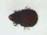  ( - FINOR-20120202)  @11 [ ] Copyright (2012) R. Penttinen Zoological Museum, University of Turku