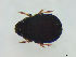  ( - FINOR-20120204)  @11 [ ] Copyright (2012) R. Penttinen Zoological Museum, University of Turku