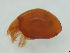  (Mesotritia nuda - FINOR-20120251)  @11 [ ] Copyright (2012) R. Penttinen Zoological Museum, University of Turku