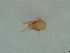  ( - FINOR-20120268)  @11 [ ] Copyright (2012) R. Penttinen Zoological Museum, University of Turku