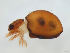  ( - FINOR-20120271)  @11 [ ] Copyright (2012) R. Penttinen Zoological Museum, University of Turku