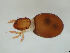  ( - FINOR-20120272)  @11 [ ] Copyright (2012) R. Penttinen Zoological Museum, University of Turku