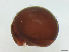  (Phthiracarus globosus - FINOR-20120296)  @12 [ ] Copyright (2012) R. Penttinen 2012