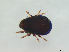  (Carabodes marginatus - FINOR-20120404)  @12 [ ] Copyright (2012) R. Penttinen 2012
