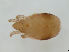  (Trhypochthoniellus longiseta - FINOR-20120608)  @11 [ ] Copyright (2012) R. Penttinen 2012