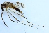  (Metalimnobia quadrimaculata - JES-20110247)  @14 [ ] CreativeCommons - Attribution Non-Commercial (2012) Marko Mutanen University of Oulu