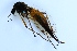  (Tanyptera nigricornis - JES-20110274)  @12 [ ] CreativeCommons - Attribution Non-Commercial (2012) Marko Mutanen University of Oulu