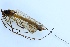  (Tipula bistilata - JES-20110354)  @13 [ ] CreativeCommons - Attribution Non-Commercial (2012) Piia Partanen University of Oulu