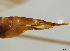  (Tipula winthemi - JES-20110450)  @12 [ ] Unspecified (default): All Rights Reserved  Unspecified Unspecified