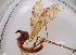 (Metalimnobia charlesi - JES-20120029)  @13 [ ] Unspecified (default): All Rights Reserved  Unspecified Unspecified
