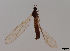  (Dicranota robusta - JES-20120037)  @12 [ ] Unspecified (default): All Rights Reserved  Unspecified Unspecified
