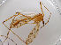  (Metalimnobia tenua - JES-20120142)  @13 [ ] Unspecified (default): All Rights Reserved  Unspecified Unspecified