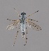  (Cliorismia rustica - JV-005)  @11 [ ] CreativeCommons Attribution NonCommercial  (2022) J. Pohjoismaeki University of Eastern Finland