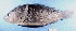  (Oreochromis urolepis - FIP-142)  @14 [ ] CreativeCommons - Attribution Non-Commercial Share-Alike (2015) Martha Valdez-Moreno El Colegio de la Frontera Sur