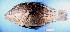  (Oreochromis urolepis - FIP-182)  @14 [ ] CreativeCommons - Attribution Non-Commercial Share-Alike (2015) Martha Valdez-Moreno El Colegio de la Frontera Sur