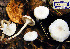  ( - TUR196155)  @11 [ ] Copyright (2013) Tapio Kekki Botanical Museum, Finnish Museum of Natural History, University of Helsinki