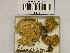  ( - H6042233)  @11 [ ] CreativeCommons - Attribution Non-Commercial Share-Alike (2013) Balint Dima Botanical Museum, Finnish Museum of Natural History, University of Helsinki