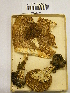  ( - H6042251)  @11 [ ] CreativeCommons - Attribution Non-Commercial Share-Alike (2013) Balint Dima Botanical Museum, Finnish Museum of Natural History, University of Helsinki