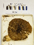  ( - H6043006)  @11 [ ] CreativeCommons - Attribution Non-Commercial Share-Alike (2013) Balint Dima Botanical Museum, Finnish Museum of Natural History, University of Helsinki