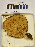 ( - H6043006)  @11 [ ] CreativeCommons - Attribution Non-Commercial Share-Alike (2013) Balint Dima Botanical Museum, Finnish Museum of Natural History, University of Helsinki