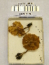  (Rhodophana nitellina - H6042262)  @11 [ ] CreativeCommons - Attribution Non-Commercial Share-Alike (2013) Balint Dima Botanical Museum, Finnish Museum of Natural History, University of Helsinki