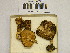  ( - H6042303)  @11 [ ] CreativeCommons - Attribution Non-Commercial Share-Alike (2013) Balint Dima Botanical Museum, Finnish Museum of Natural History, University of Helsinki